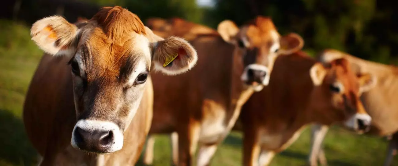 Vacas Jersey